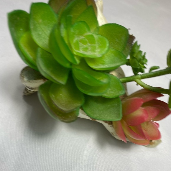 SUCCULENT GARDEN IN SHELL 5 inches - Picture 11 of 11